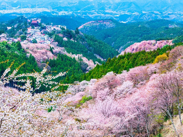 吉野山千本桜