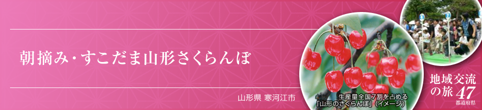 朝摘み・すこだま山形さくらんぼ