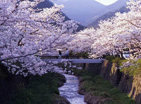 桜満開の一の坂川（イメージ）