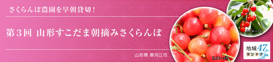 さくらんぼ農園を早朝貸切！ 第3回 山形すこだま朝摘みさくらんぼ