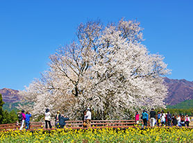 南阿蘇村にある「一心行の大桜」。例年の開花時期は3月下旬～4月上旬。