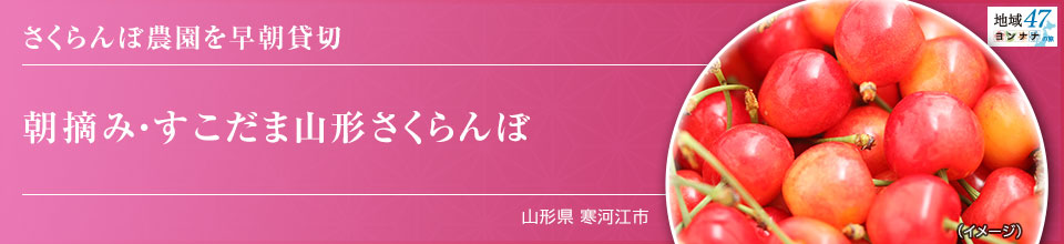 さくらんぼ農園を早朝貸切 朝摘み・すこだま山形さくらんぼ 山形県 寒河江市