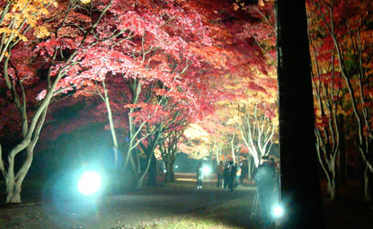 香雪園 大沼公園 紅葉ダブルライトアップ