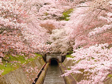 桜ツアー特集|四季の華 旅行・ツアー