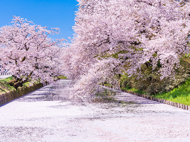 東北の桜特集 旅行・ツアー