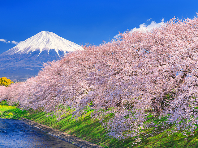 中部・東海の桜特集 旅行・ツアー