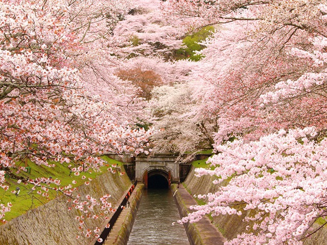 桜ツアー特集|四季の華 旅行・ツアー