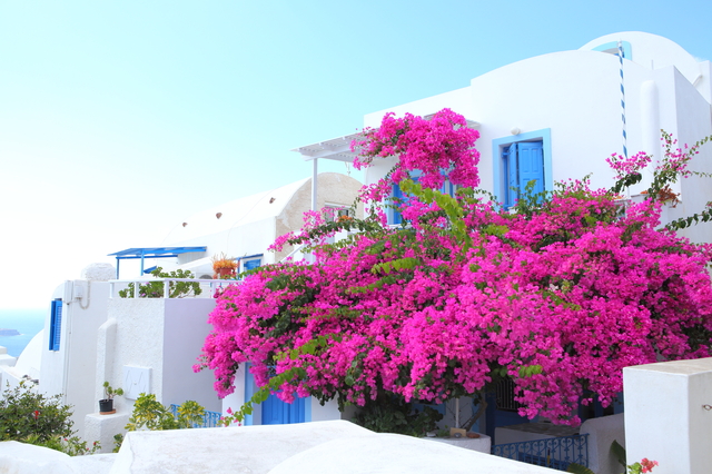 サントリーニ島のブーゲンビリア（イメージ）