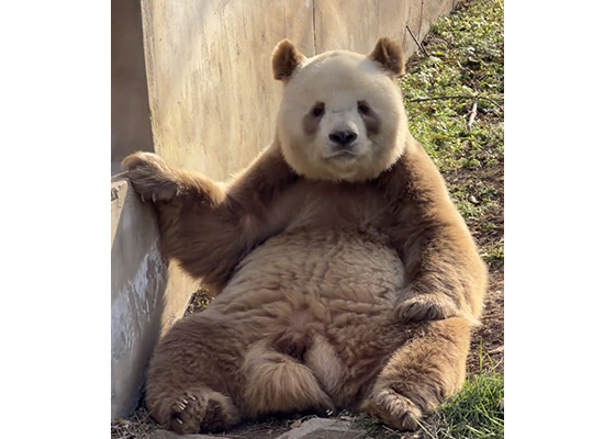 チョコレートパンダ（イメージ）