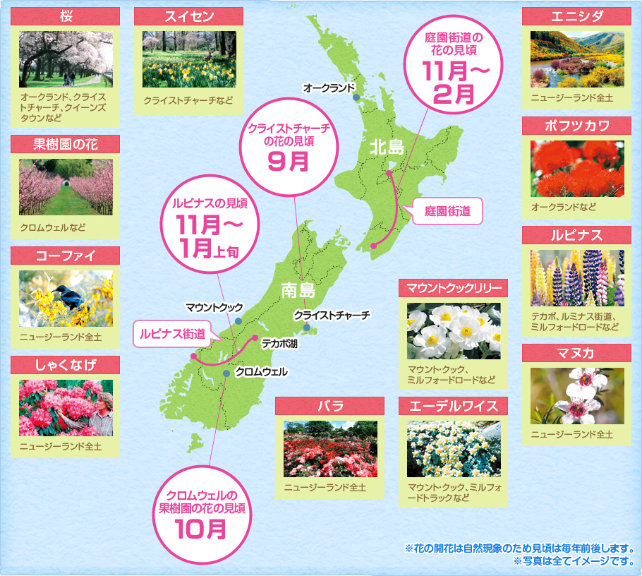 花 黄葉を楽しむ 花 9 1月 ニュージーランド旅行 ツアー 観光 クラブツーリズム