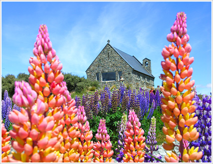 花 黄葉を楽しむ 花 9 1月 ニュージーランド旅行 ツアー 観光 クラブツーリズム