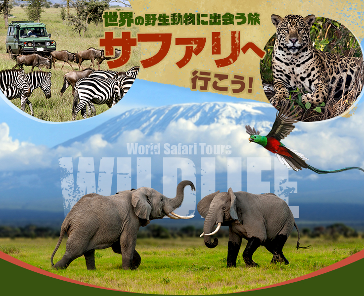 世界のサファリ旅行・ツアー