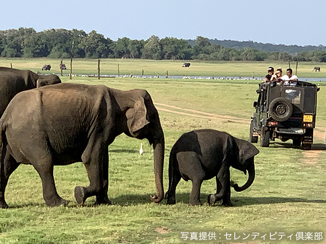 サファリ体験（イメージ）