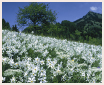四季の魅力 アルプスの花々｜スイス旅行・ツアー・観光│クラブツーリズム