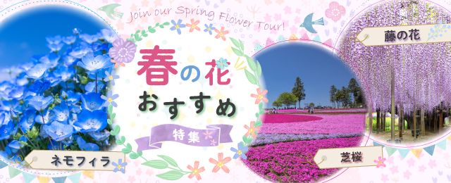 春の花ツアー特集2026｜ネモフィラ・芝桜・つつじ・藤の花など