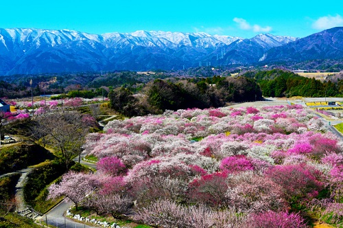 和歌山の梅林