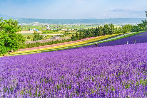 富良野