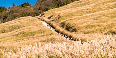 仙石原のすすき草原（イメージ）※すすきの見頃は10月中旬～11月下旬頃