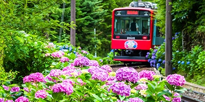 あじさい電車（イメージ）※あじさいの見頃は6月中旬～7月上旬頃