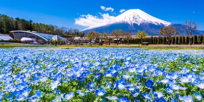 富士山とネモフィラ／有料エリア（イメージ）※見頃は5月上旬～6月上旬頃