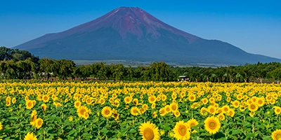 富士山とひまわり（イメージ）※見頃は8月中旬～下旬頃