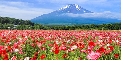 富士山とポピー（イメージ）※見頃は6月下旬～7月中旬頃