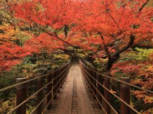 花貫渓谷（イメージ/お客様撮影：酒井勉様・埼玉県在住/※見頃11月上旬～12月上旬