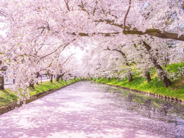 (イメージ)※桜の見頃は例年4月中旬~5月上旬
