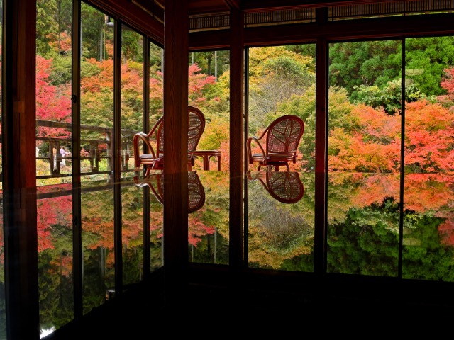 環境芸術の森（イメージ）※見頃11月上旬～11月中旬