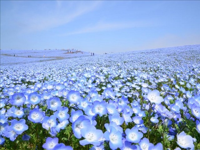 (イメージ)※例年の見頃は4月中旬~5月上旬