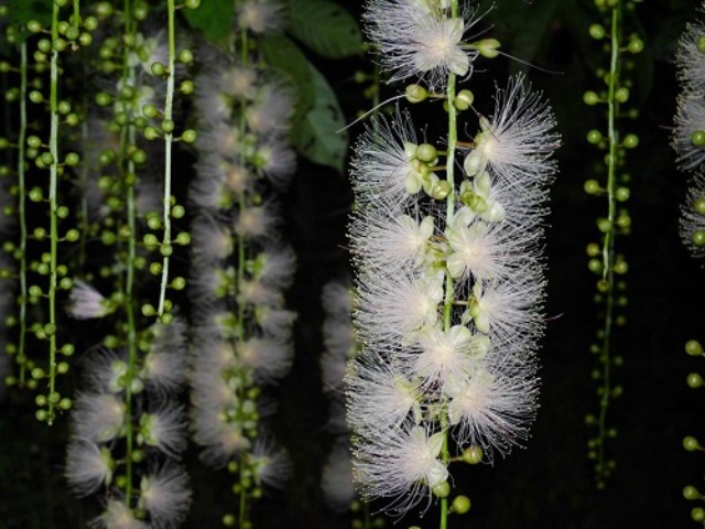 幻の花「サガリバナ」(イメージ)【画像:弊社スタッフ】※例年の見頃:6月中旬~7月中旬