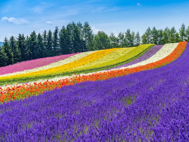 ファーム富田(イメージ)※例年の花の見頃:6月下旬~8月上旬