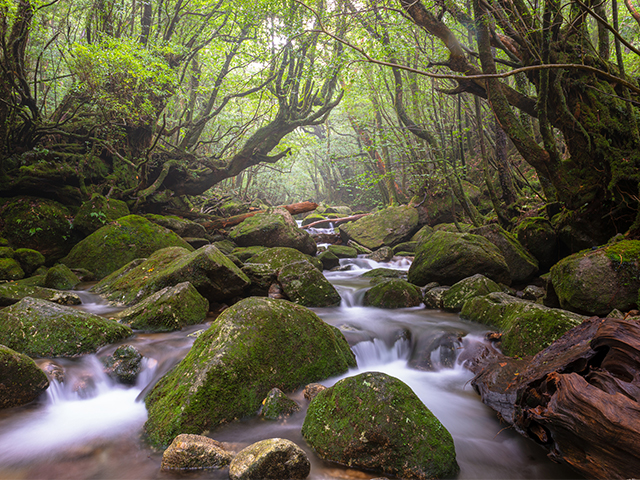 屋久島（イメージ）