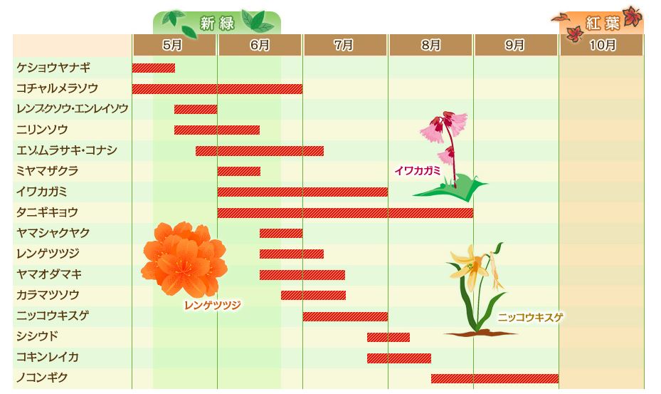 高山植物カレンダー 上高地ツアー 旅行 クラブツーリズム