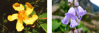 トモエソウ/ハクサンシャジン(イメージ)