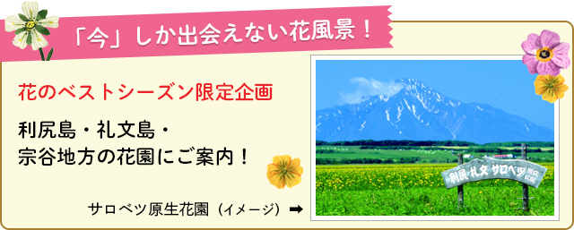 「今」しか出会えない花風景!利尻島・礼文島・宗谷地方の花園にご案内!