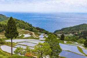 佐渡の棚田（イメージ）
