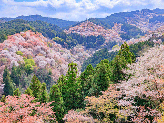 フラワー登山・ハイキングツアー(イメージ)