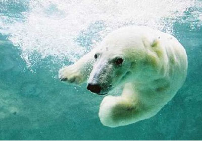 一度は行きたい旭山動物園へ（※イメージ）