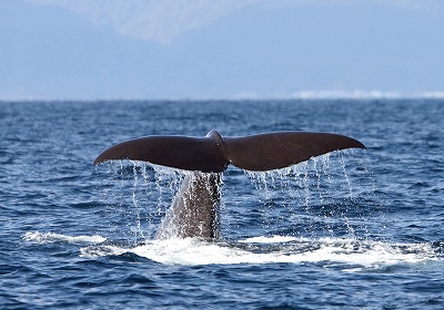 迫力の羅臼クルーズへ（※イメージ）