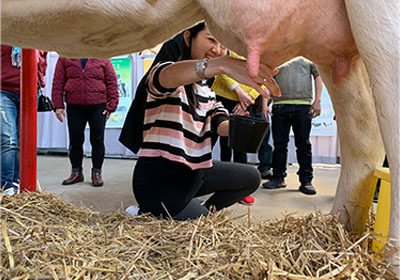 大きな牛さんの乳しぼりも（※イメージ）