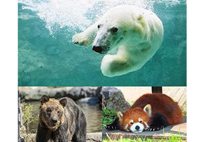 行動展示で人気の旭山動物園に約120分滞在♪（イメージ）