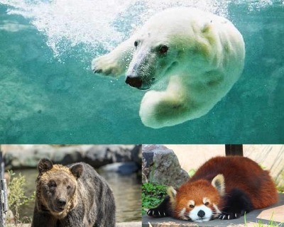 行動展示で人気の旭山動物園に約90分滞在♪（イメージ）