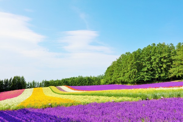 富良野の花畑（イメージ）