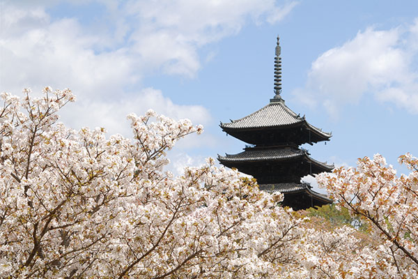 仁和寺 御室桜（イメージ）※桜の見頃：例年4月上旬～中旬