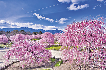 大草山 昇竜しだれ梅（イメージ）