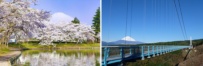 左：御殿場の桜（イメージ）※見頃：例年3月下旬～4月上旬／右：三島スカイウォークから望む富士山（イメージ）