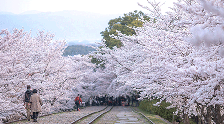 桜（イメージ）