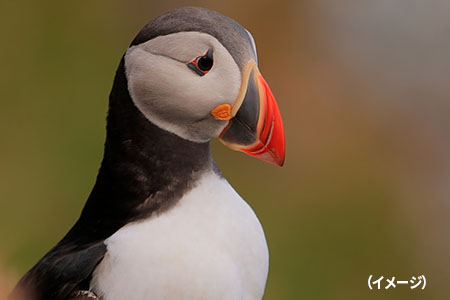 パフィン（イメージ）