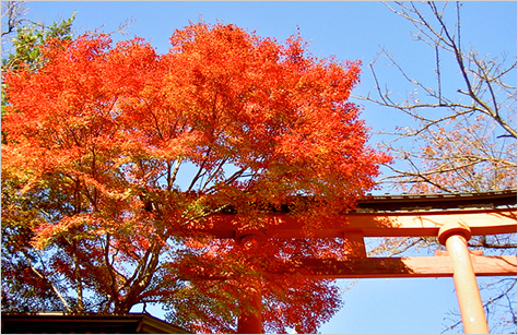 関東エリアの紅葉スポット 秋の紅葉ツアー 旅行 クラブツーリズム